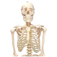Menschliches Skelett Klassisch I